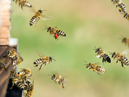 Close-up of a bee