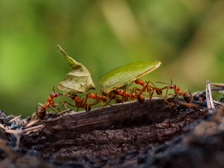 Close-up of an ant