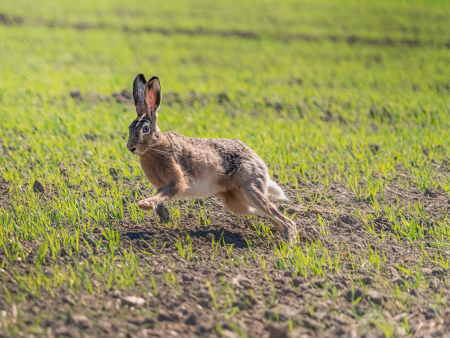 Close-up of a hare