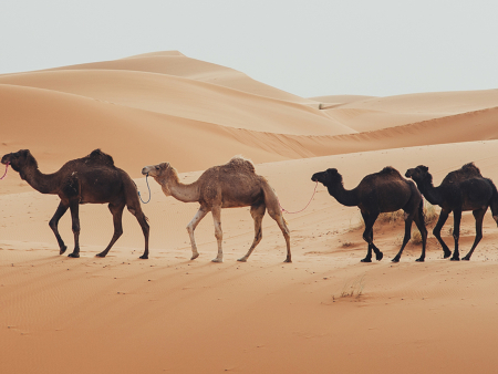 Close-up of a camel