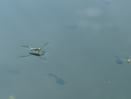 Close-up of a water strider