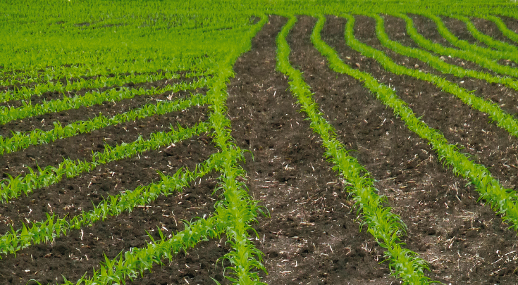 SectionControl cultivated field for grain with headland